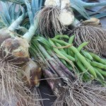verduras-hortalizas-ecologicas-2