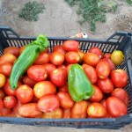 tomates-ecologicos