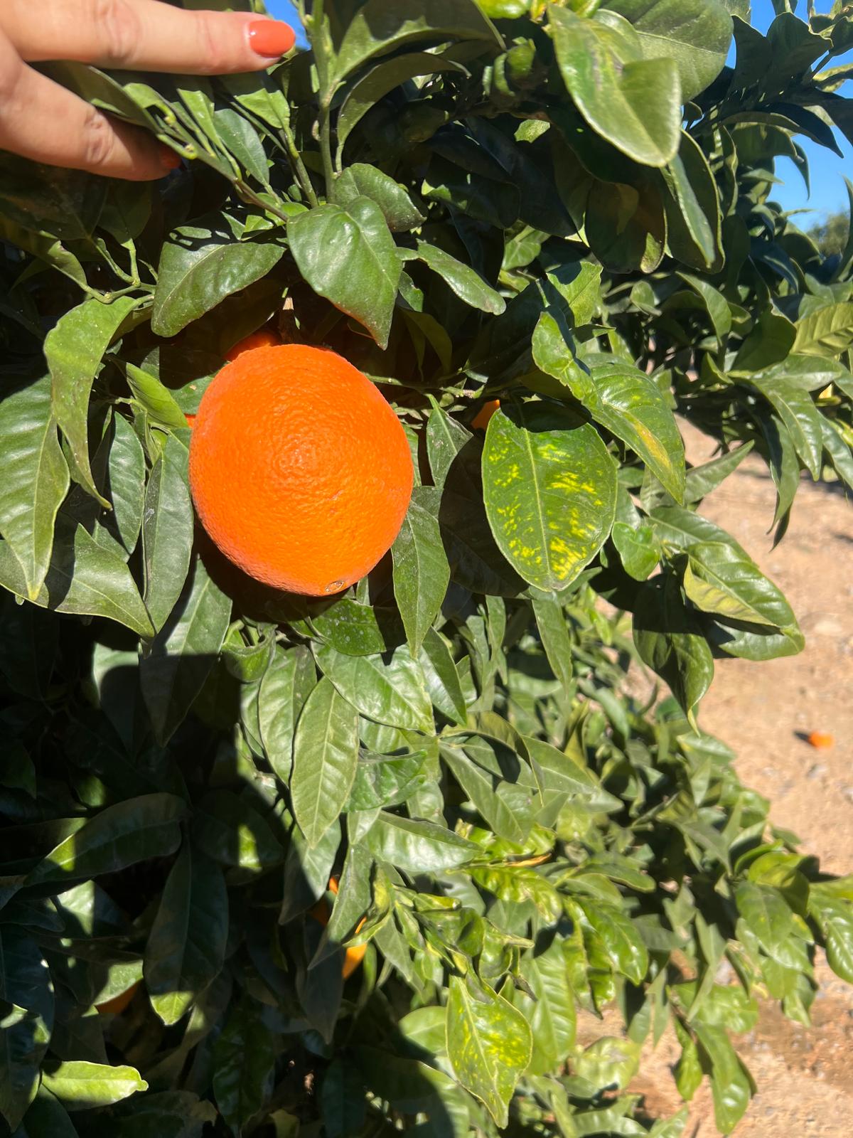 naranjas
